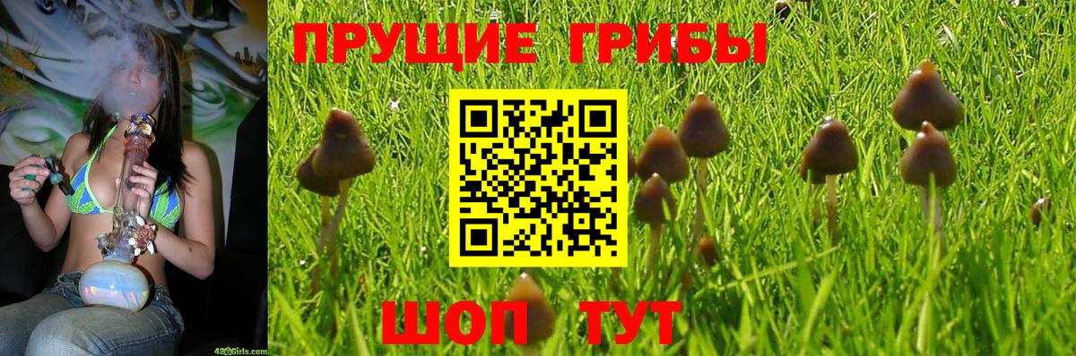 Галлюциногенные грибы Cubensis Карабулак