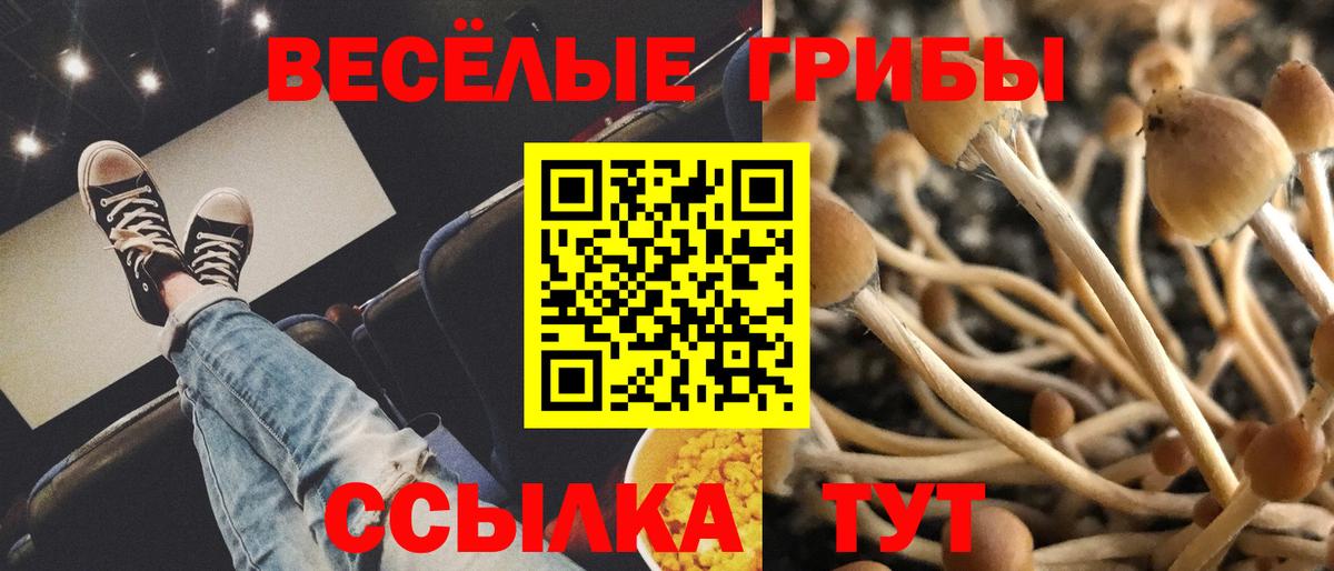 Карабулак  Псилоцибиновые грибы Psilocybe  Вход с VPN  Галлюциногенные грибы мицелий 